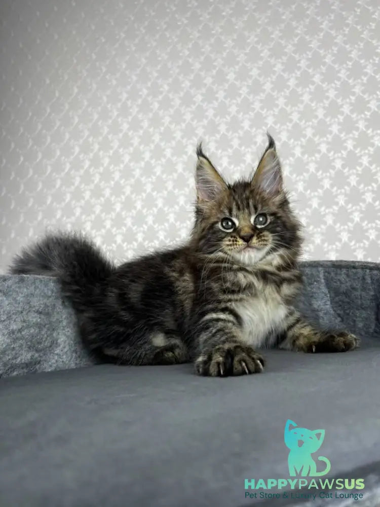 Pathos Maine Coon male black tabby - live animals