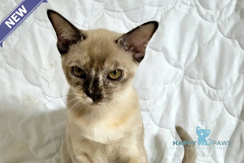 Patricia Burmese female chocolate tortie live animals