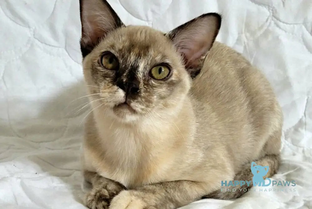 Patricia Burmese female chocolate tortie live animals