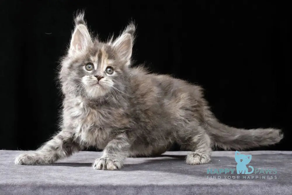 Patricia Maine Coon female blue tortie tabby live animals