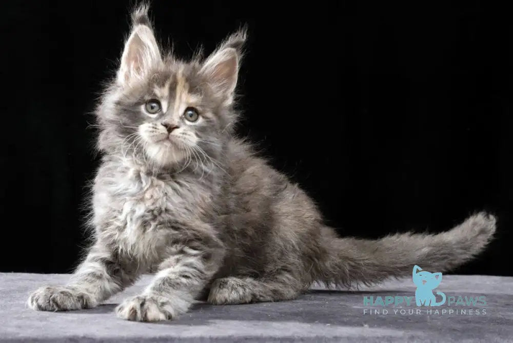 Patricia Maine Coon female blue tortie tabby live animals