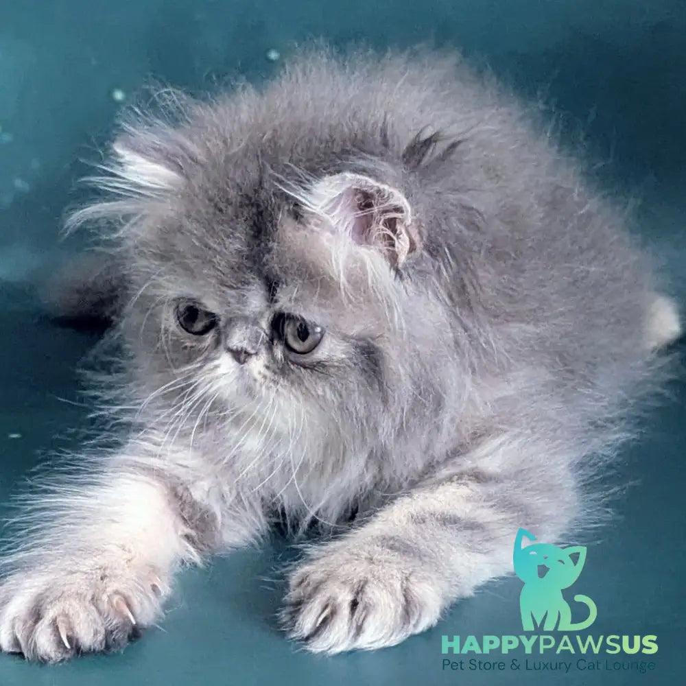 Patricia Persian female blue tortie - live animals