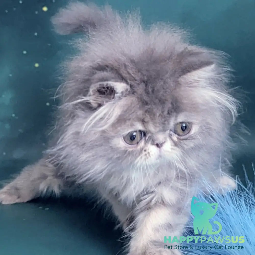 Patricia Persian female blue tortie - live animals