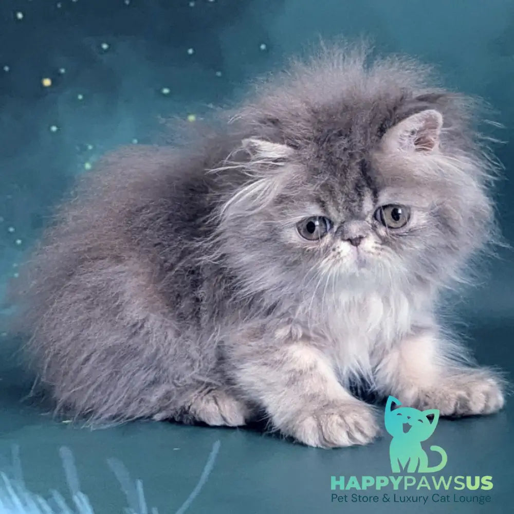Patricia Persian female blue tortie - live animals