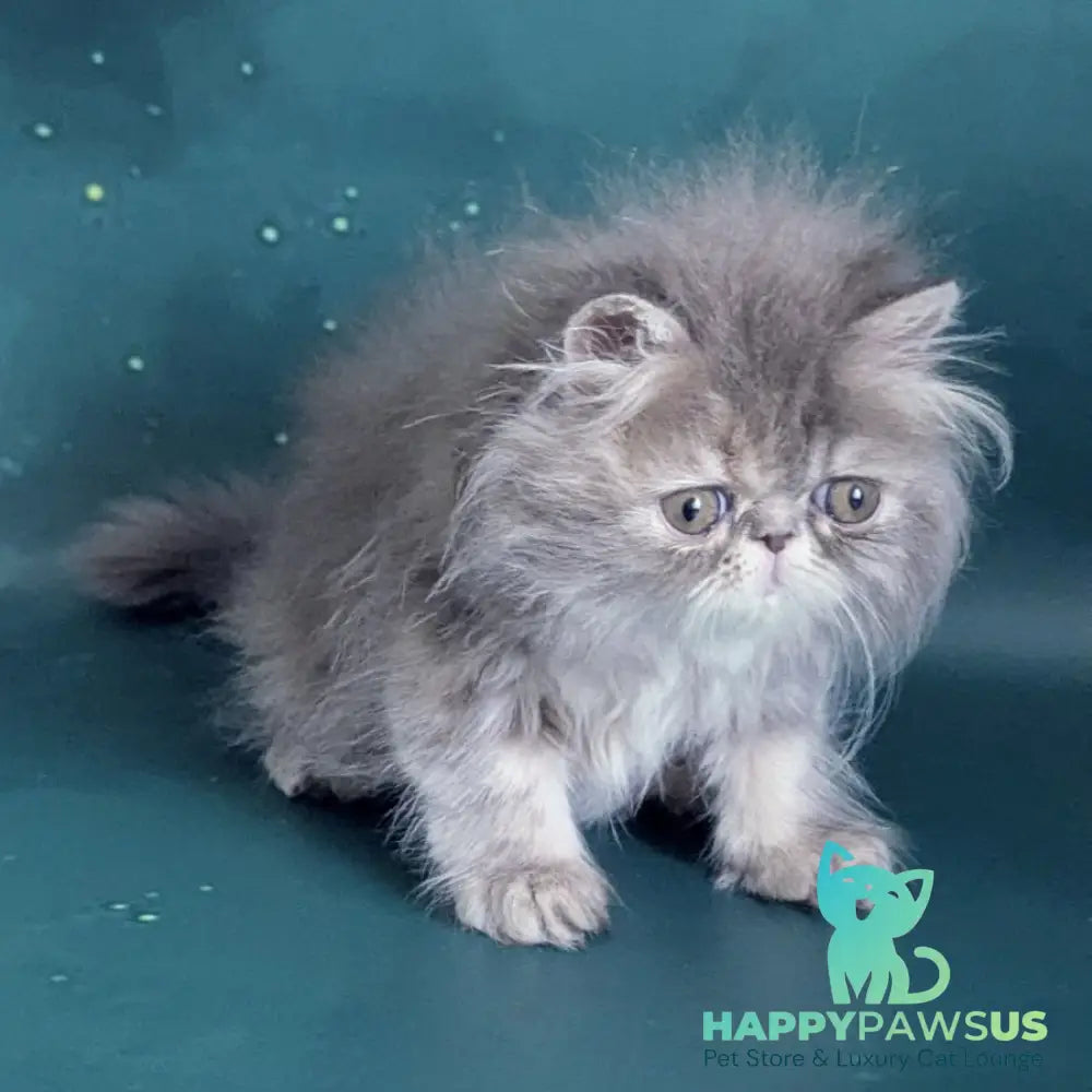 Patricia Persian female blue tortie - live animals