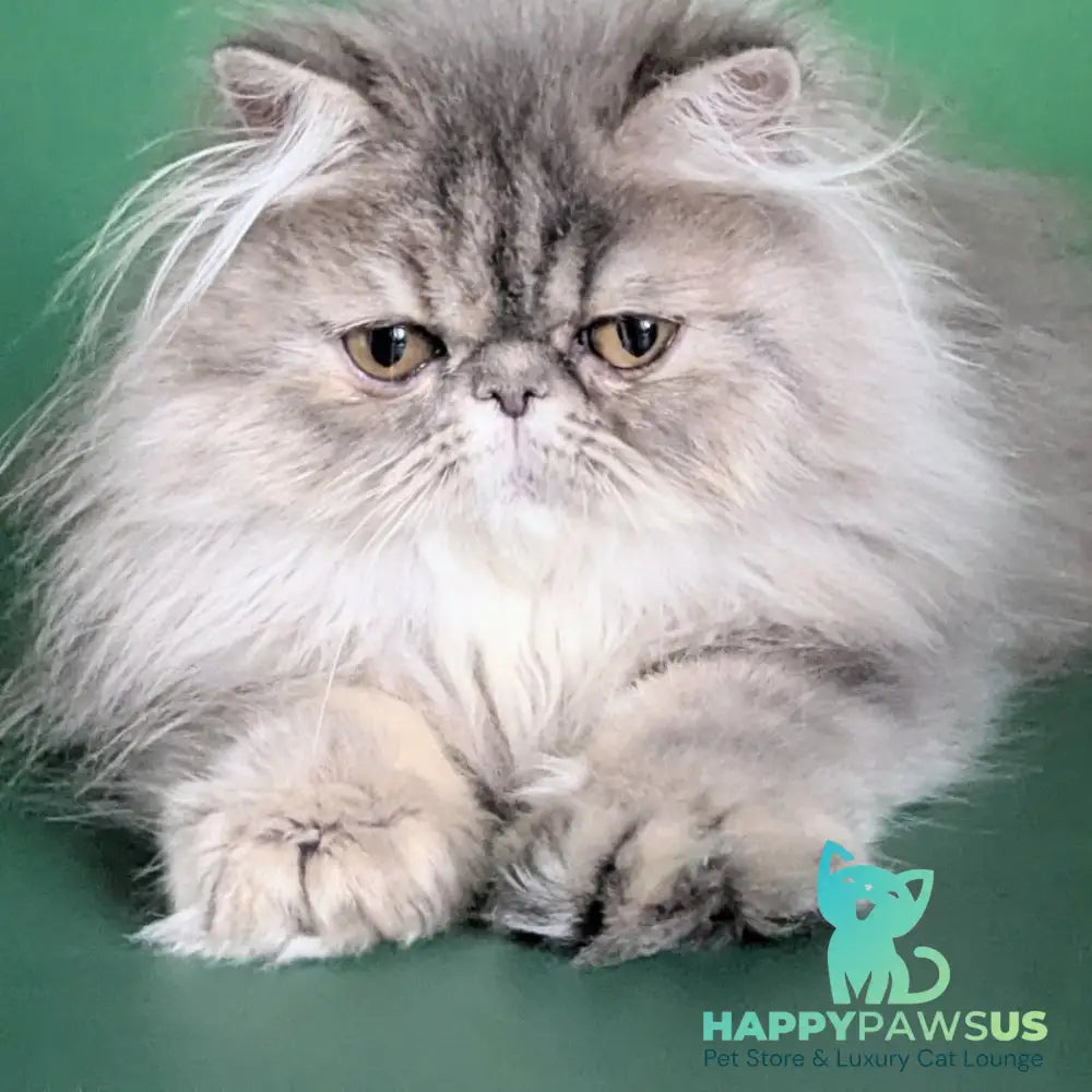 Patricia Persian female blue tortie - live animals