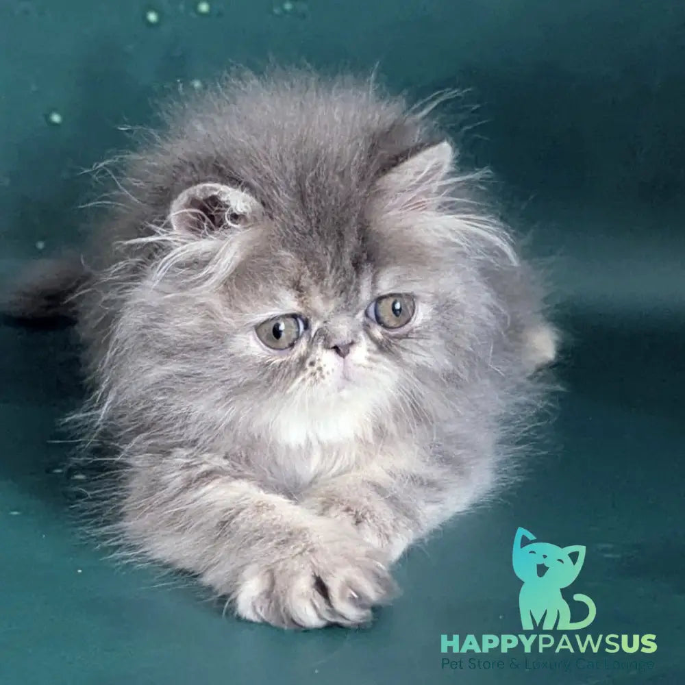 Patricia Persian female blue tortie - live animals