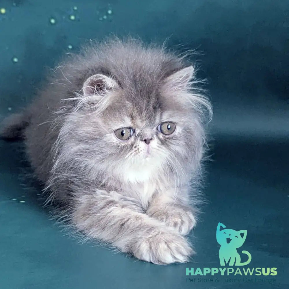 Patricia Persian female blue tortie - live animals