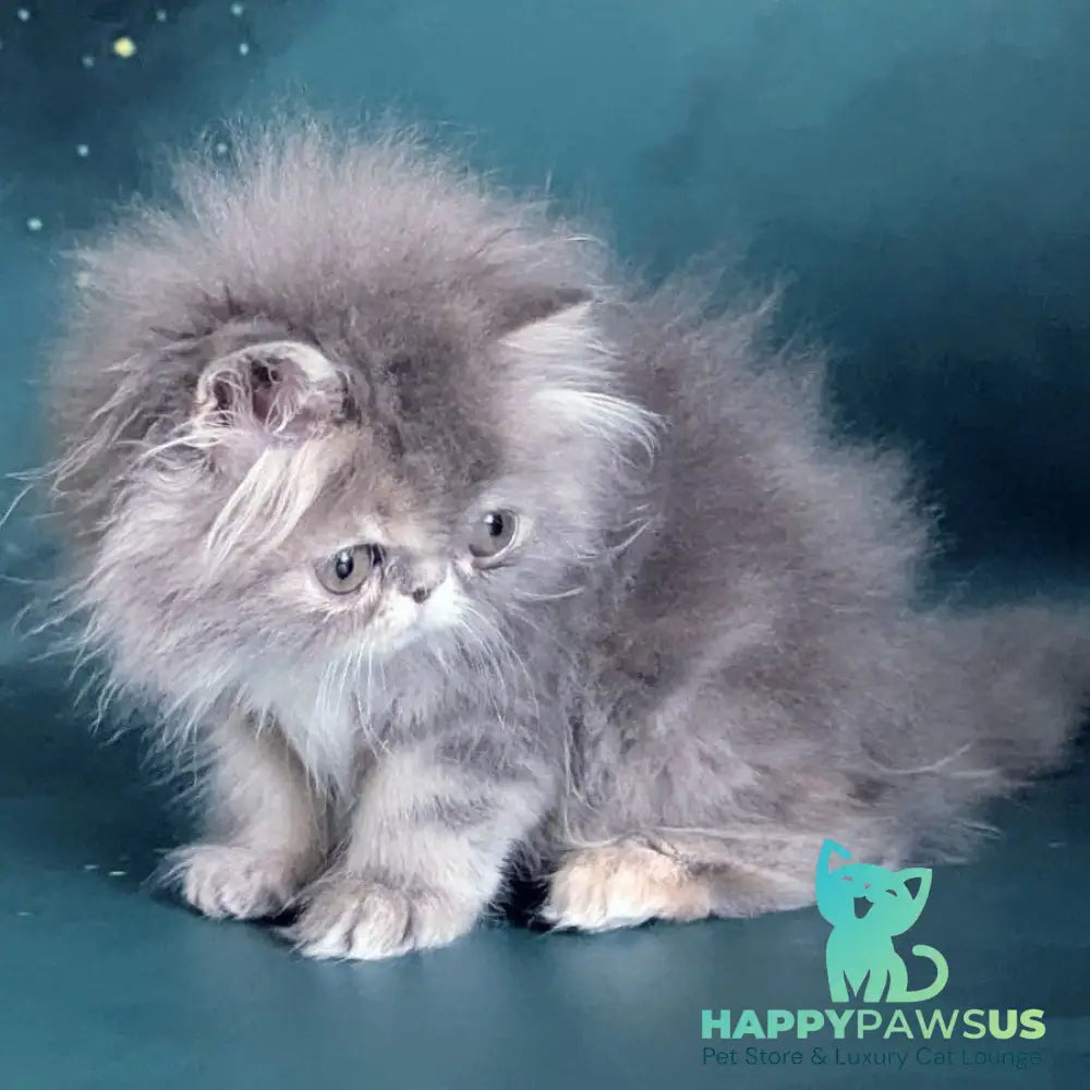 Patricia Persian female blue tortie - live animals