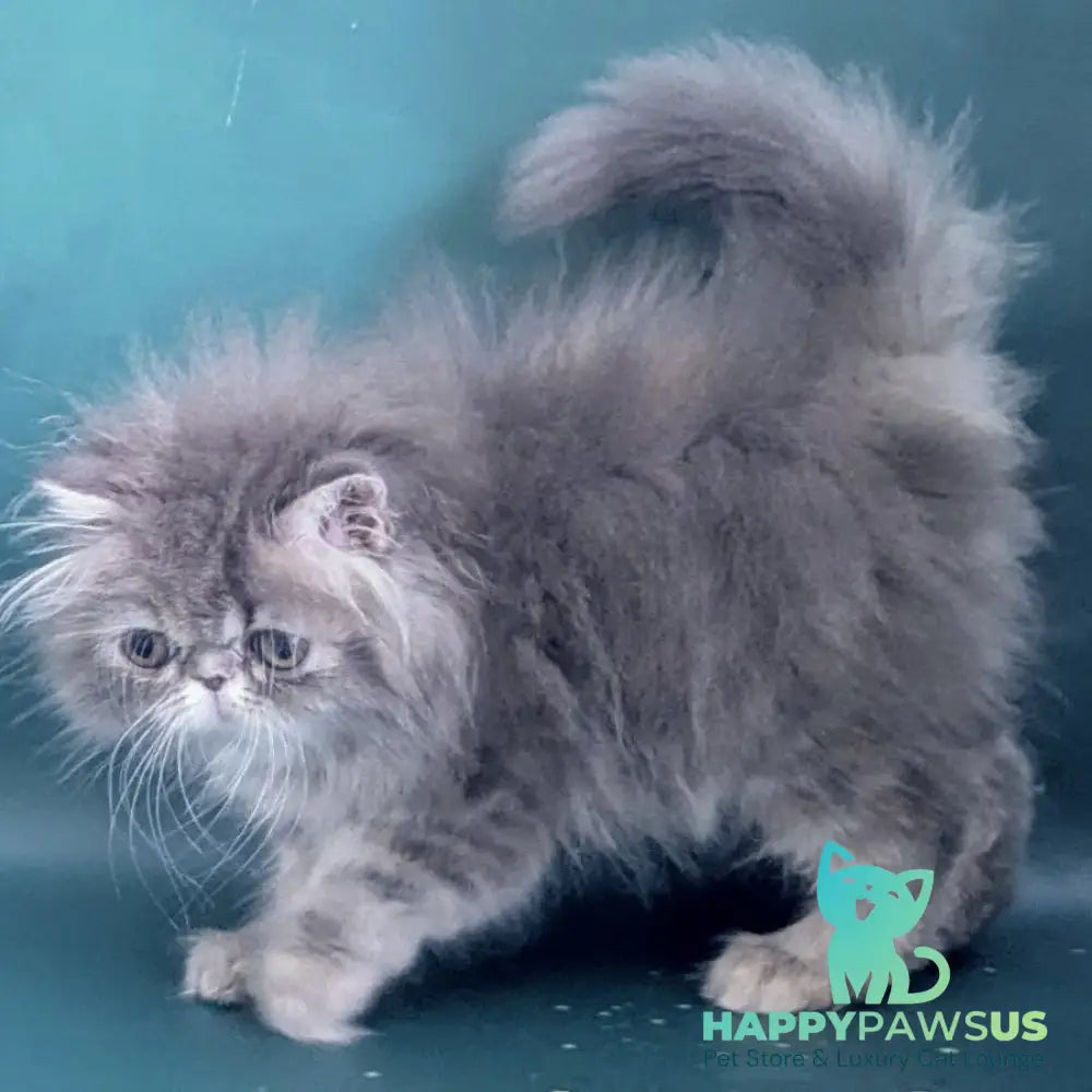 Patricia Persian female blue tortie - live animals