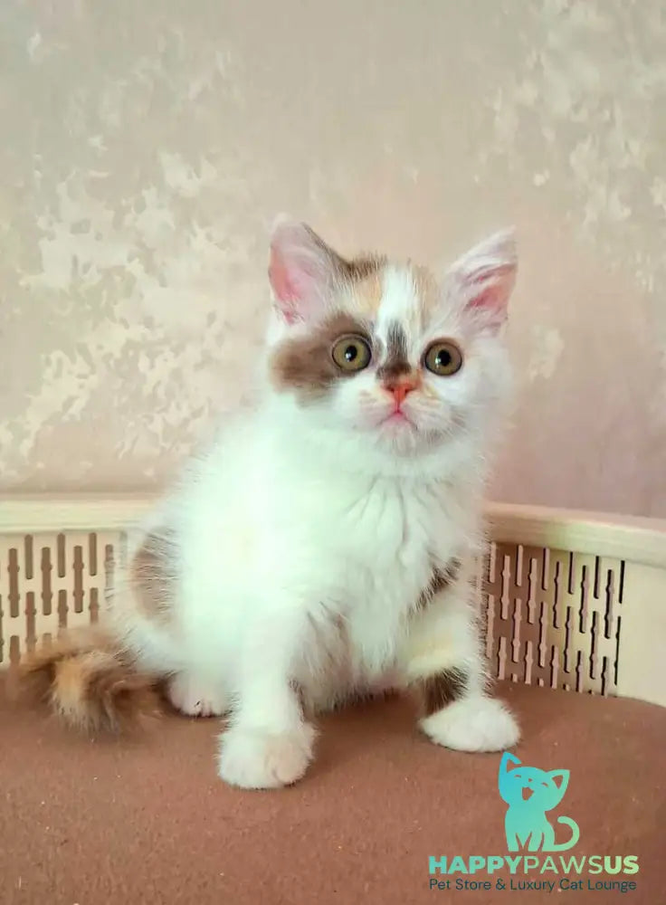 Patricia Selkirk Rex female chocolate tortie harlequin - live animals