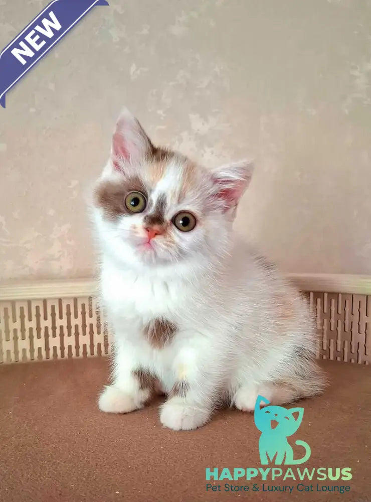 Patricia Selkirk Rex female chocolate tortie harlequin - live animals