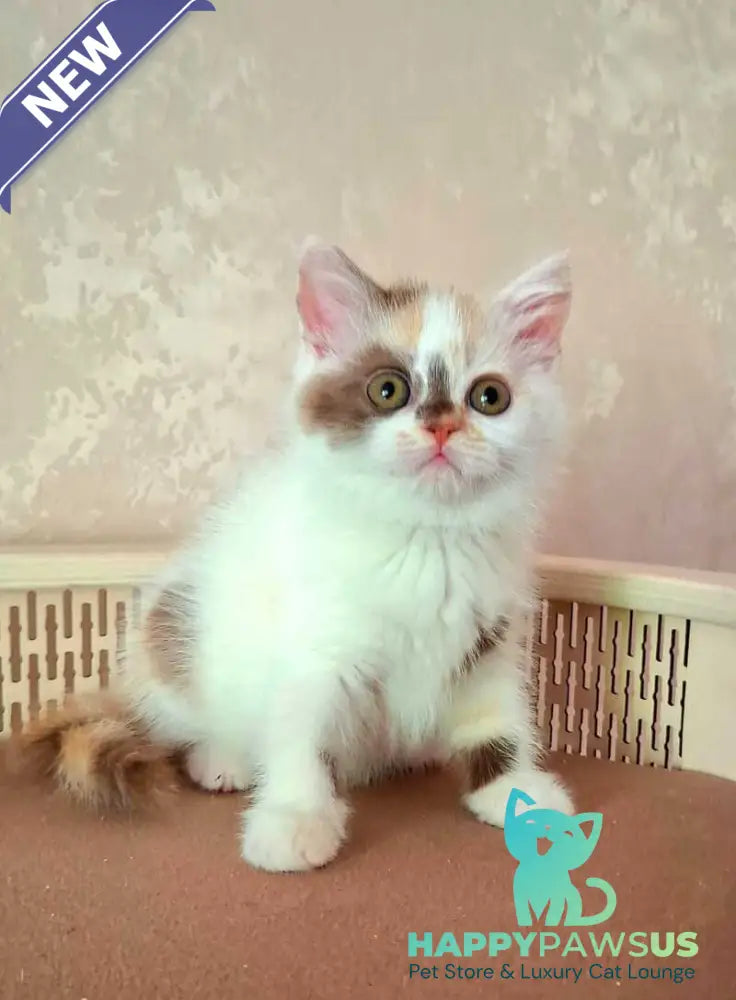 Patricia Selkirk Rex female chocolate tortie harlequin - live animals