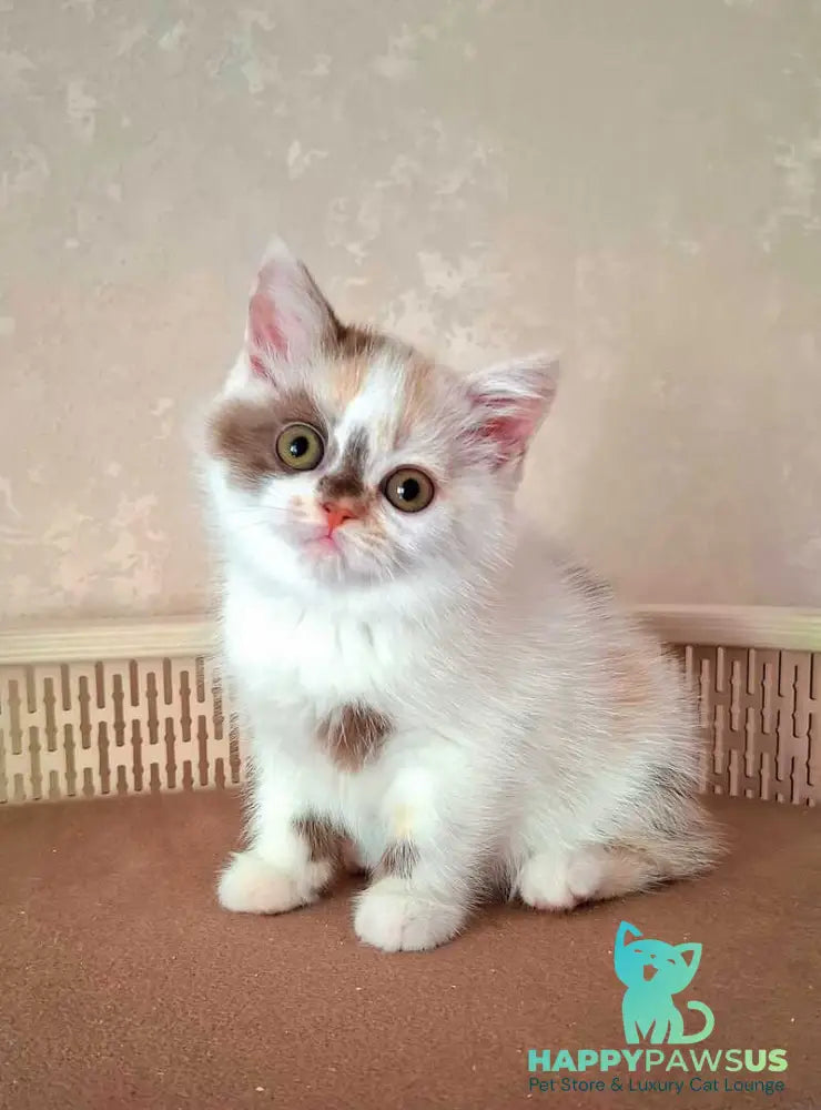 Patricia Selkirk Rex female chocolate tortie harlequin - live animals