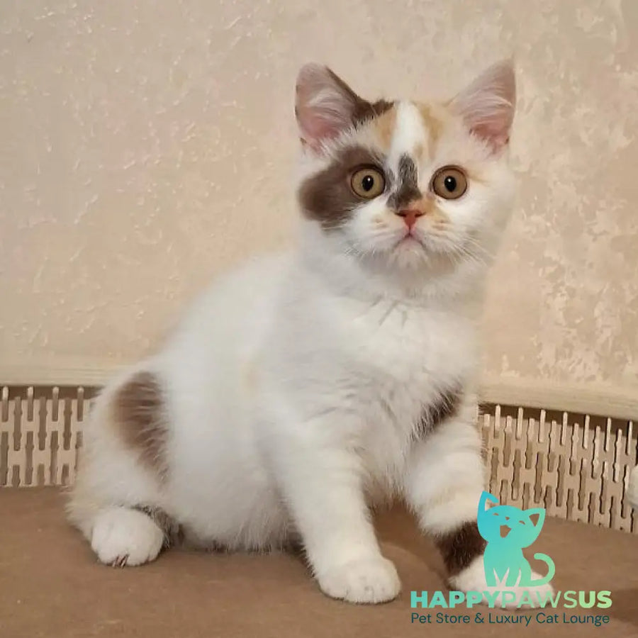 Patricia Selkirk Rex female chocolate tortie harlequin - live animals