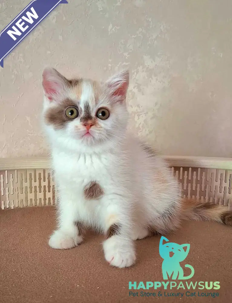 Patricia Selkirk Rex female chocolate tortie harlequin - live animals