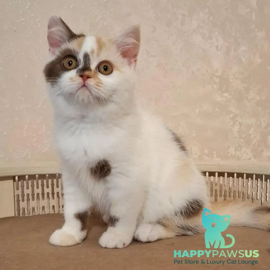 Patricia Selkirk Rex female chocolate tortie harlequin - live animals