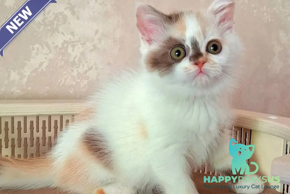 Patricia Selkirk Rex female chocolate tortie harlequin - live animals