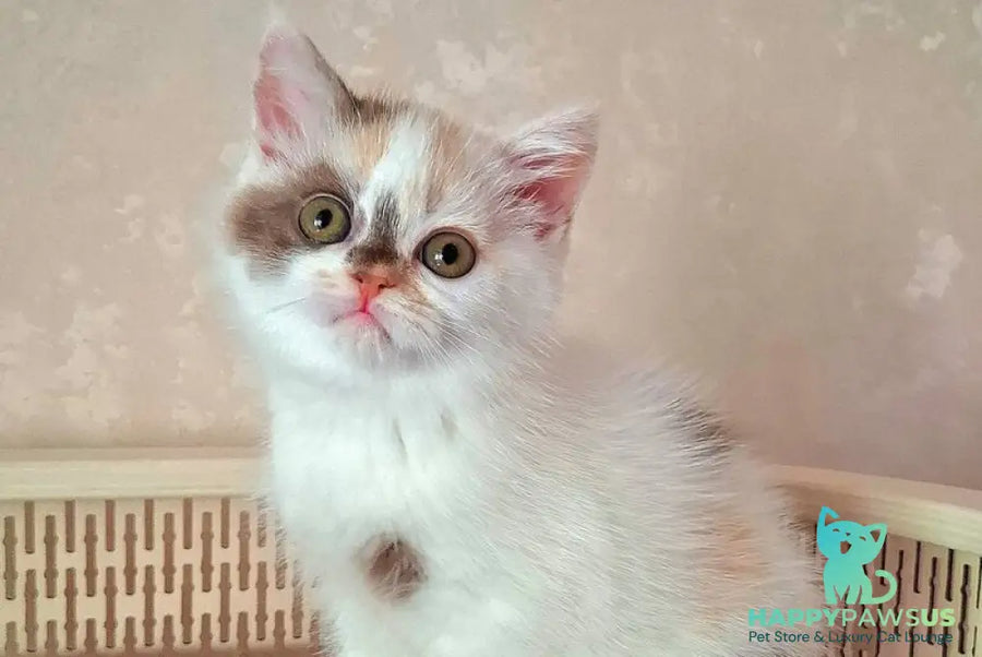 Patricia Selkirk Rex female chocolate tortie harlequin - live animals