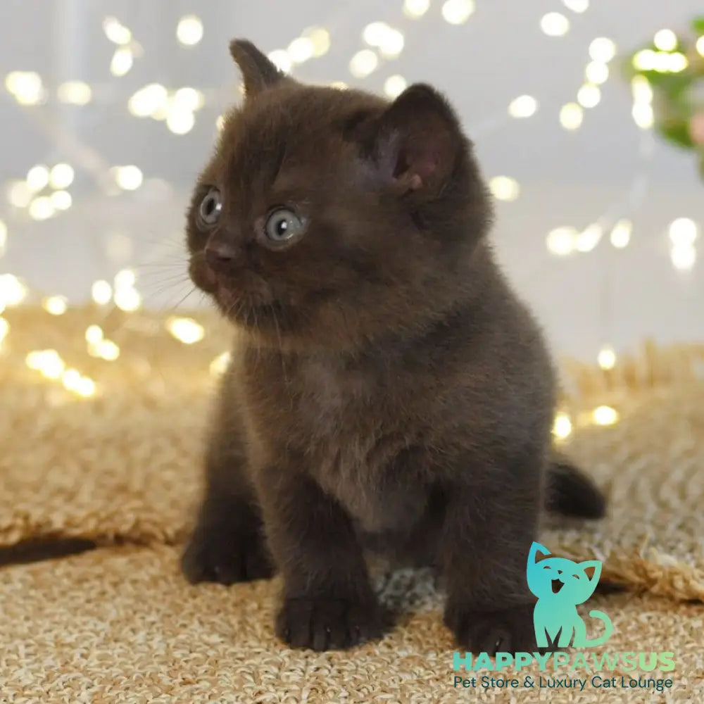 Patrick British Shorthair male chocolate - live animals
