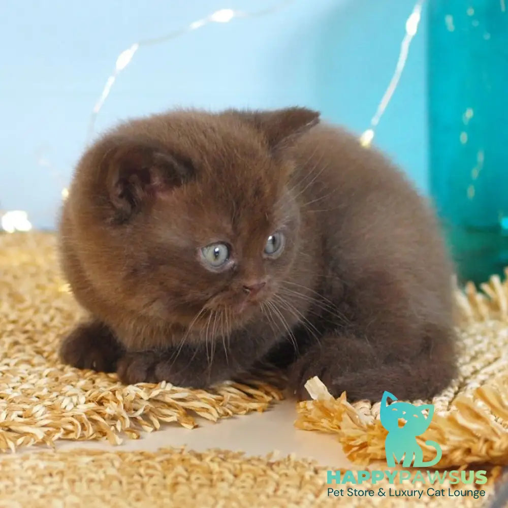Patrick British Shorthair male chocolate - live animals