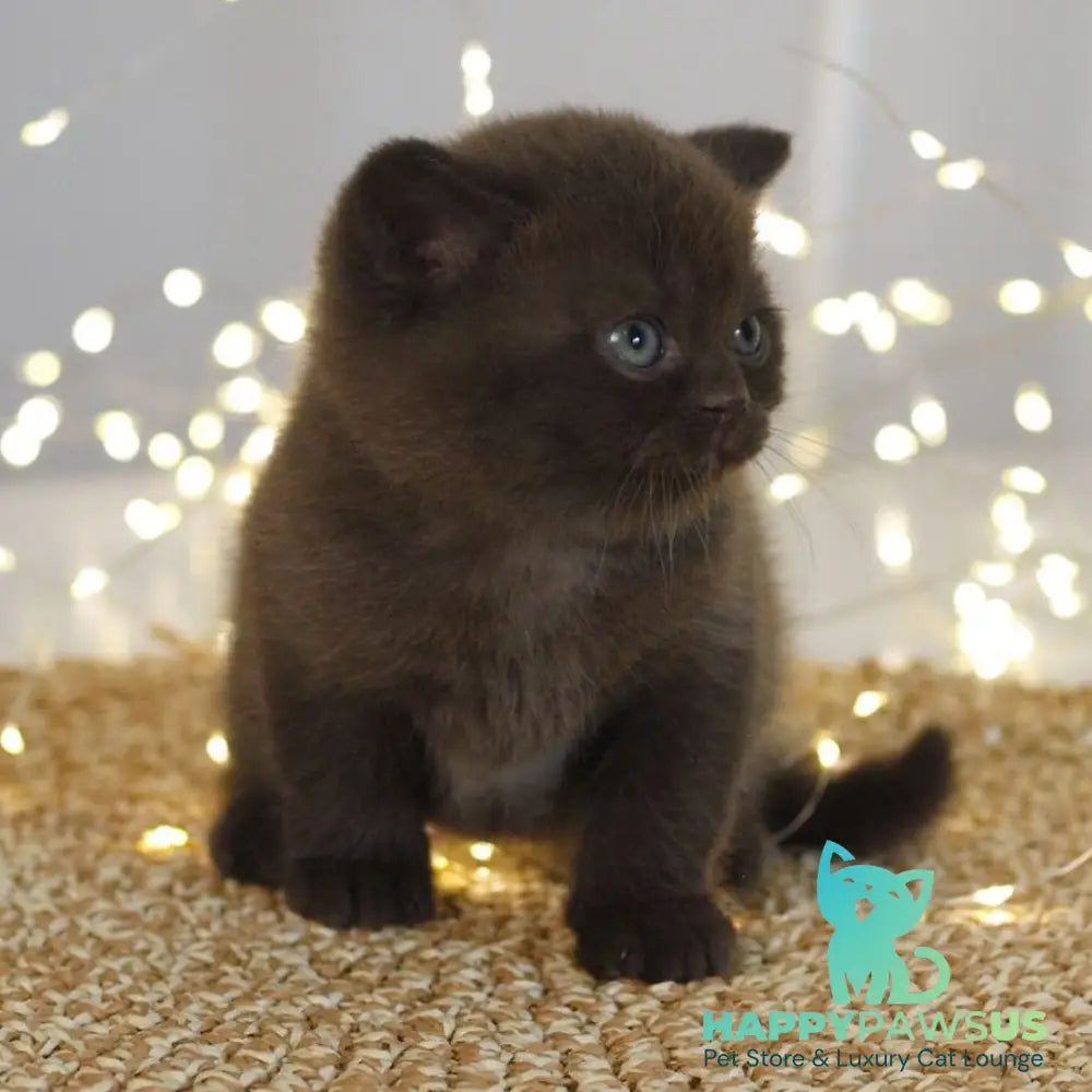 Patrick British Shorthair male chocolate - live animals