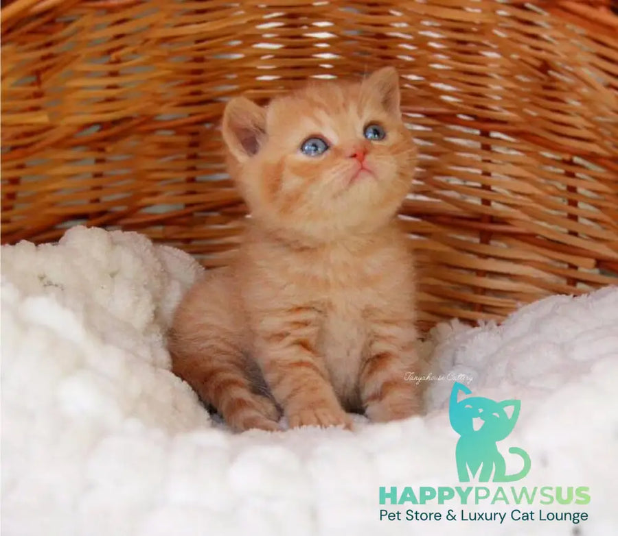 Patrick British Shorthair male red - live animals
