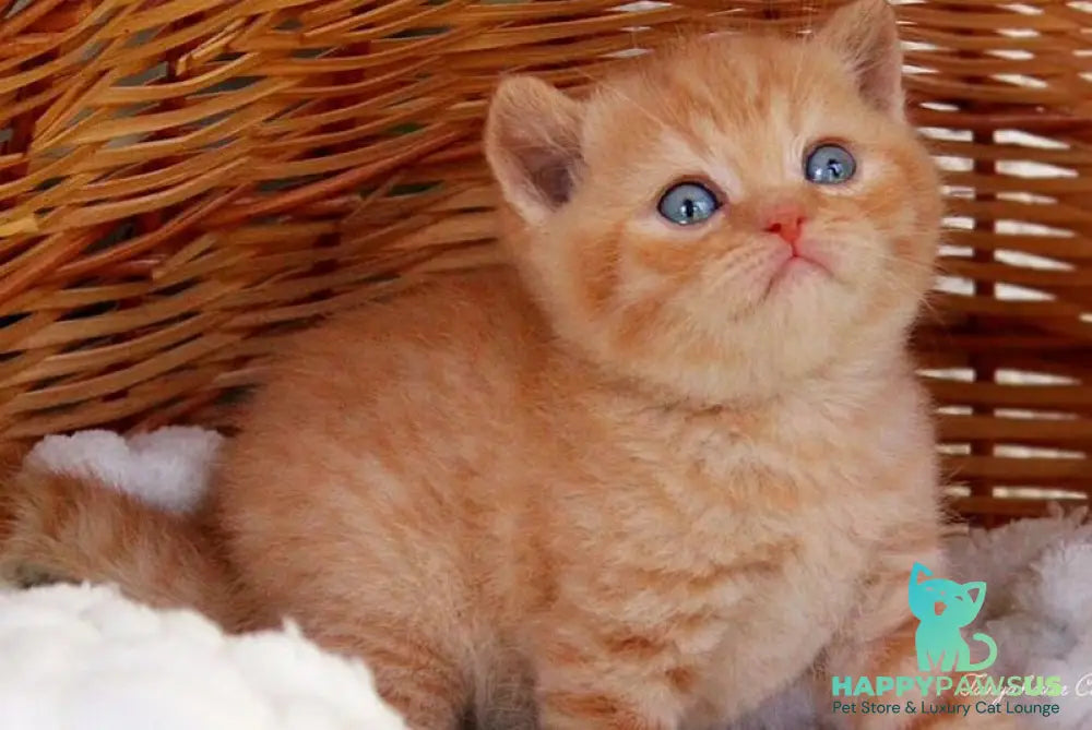Patrick British Shorthair male red - live animals