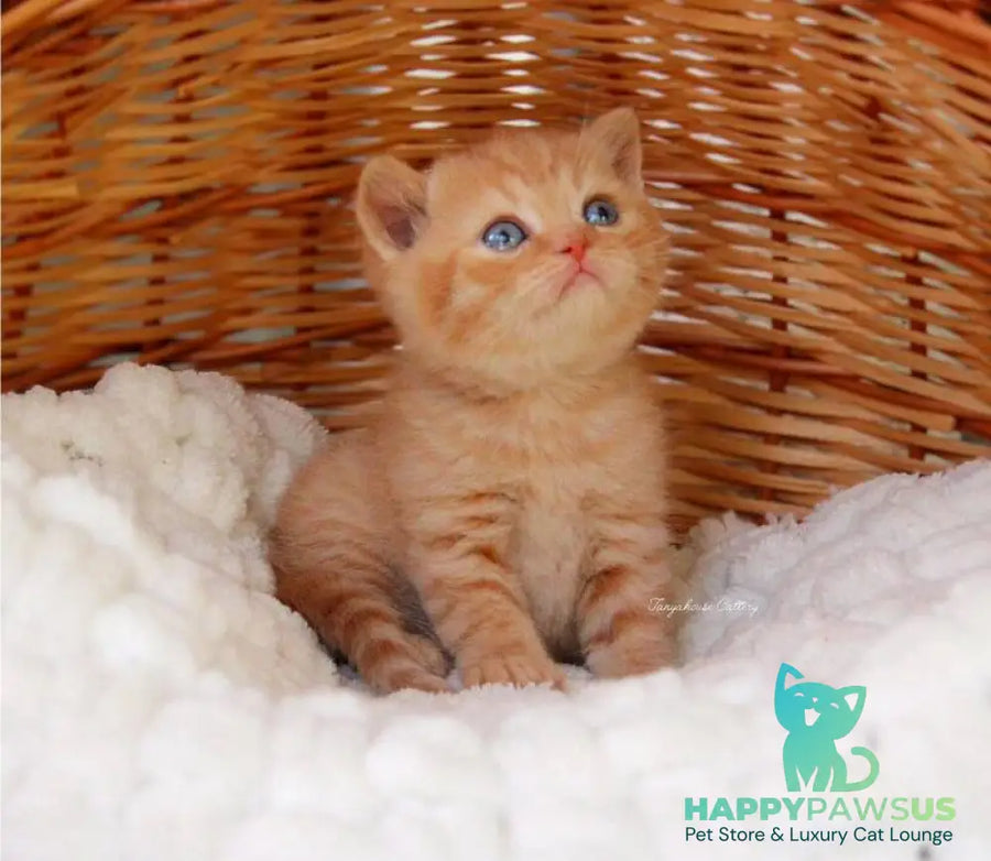 Patrick British Shorthair male red - live animals