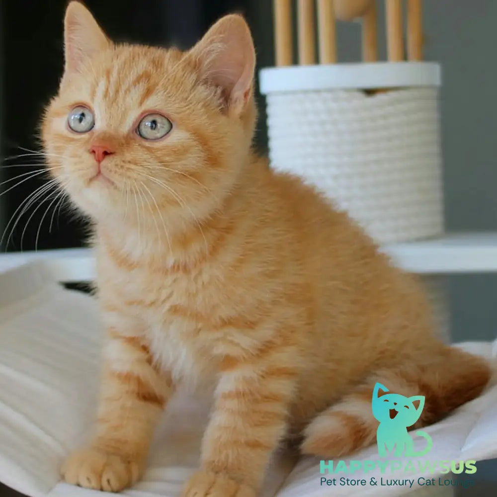 Patrick British Shorthair male red - live animals