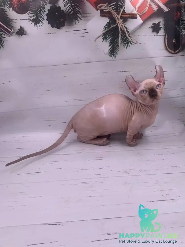 Patrick Dwelf male black pointed - live animals