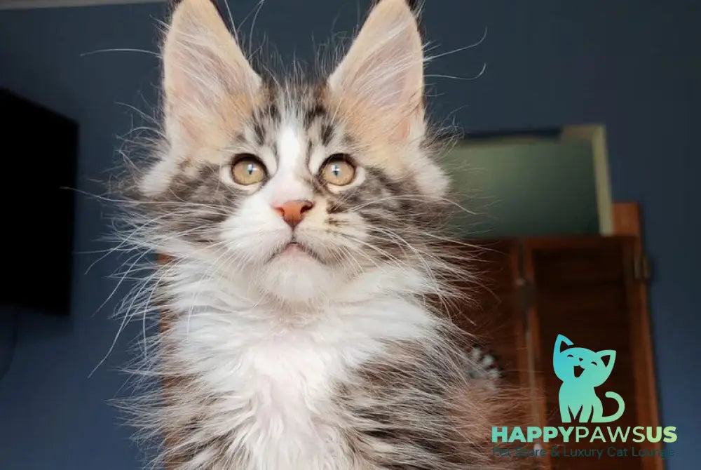 Patrick Maine Coon male black tabby with white - live animals