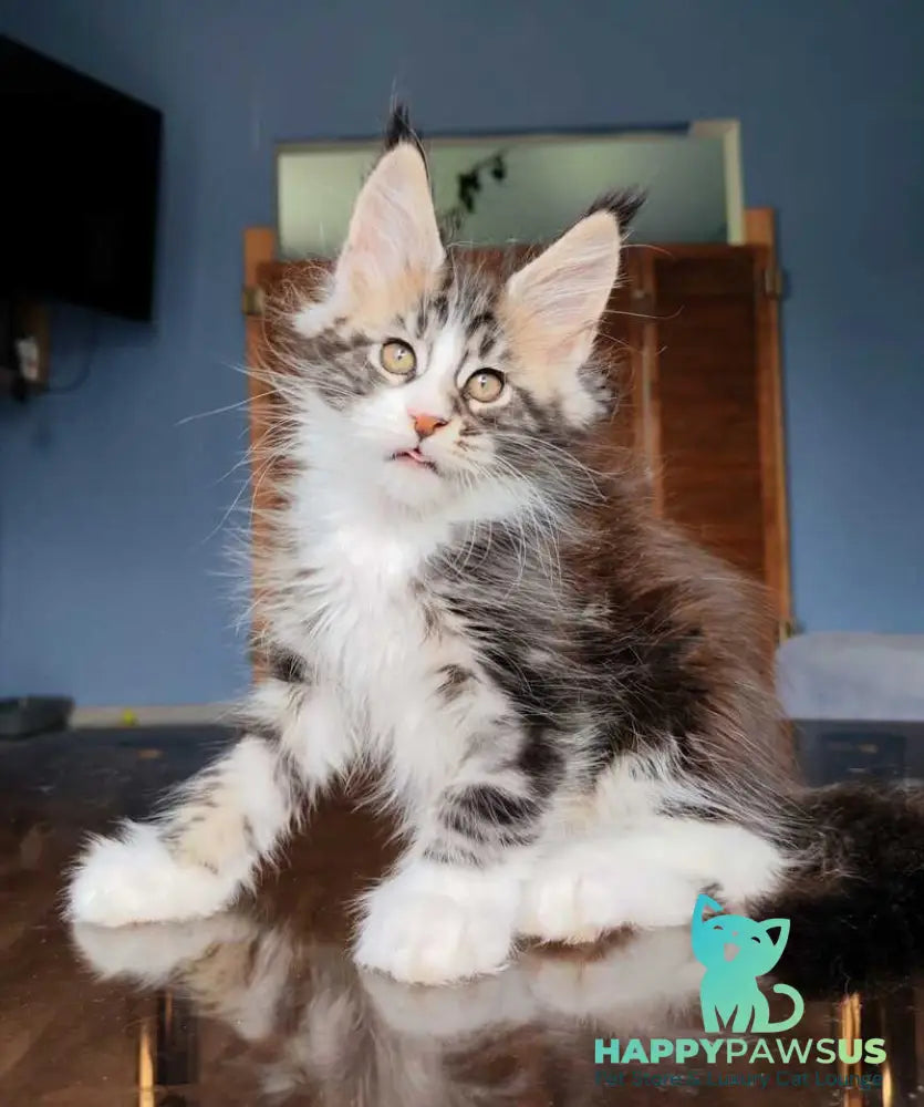 Patrick Maine Coon male black tabby with white - live animals