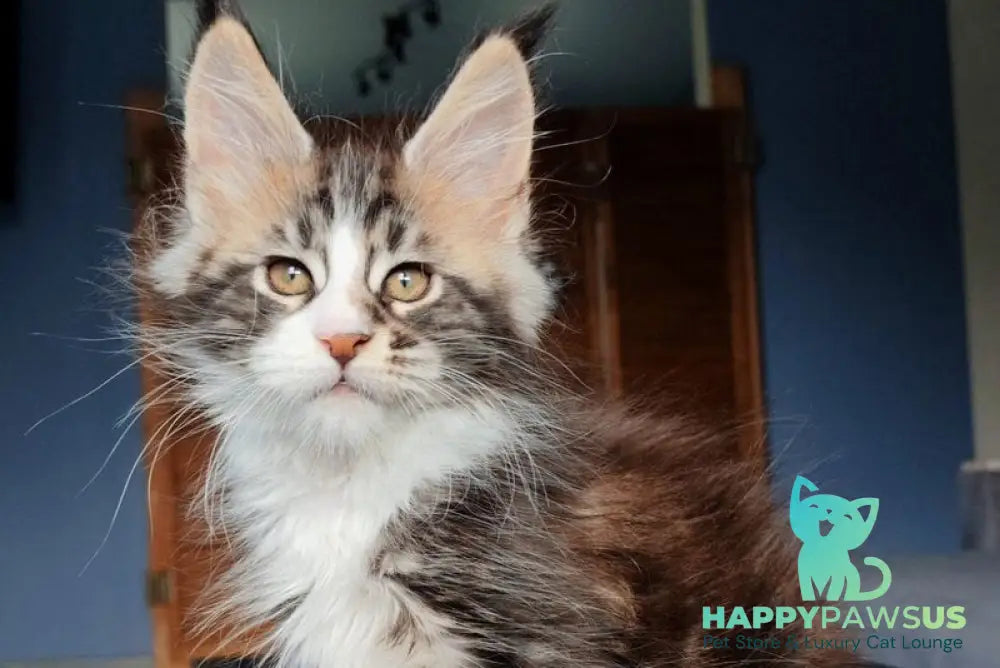 Patrick Maine Coon male black tabby with white - live animals