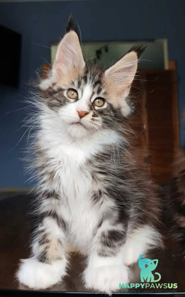 Patrick Maine Coon male black tabby with white - live animals