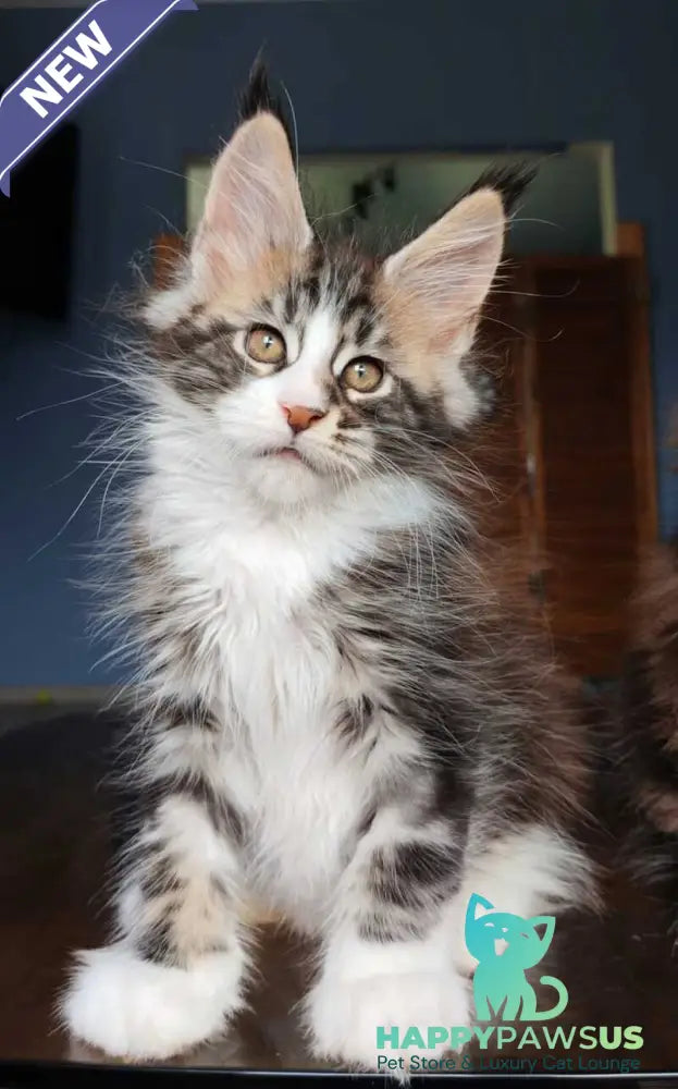 Patrick Maine Coon male black tabby with white - live animals