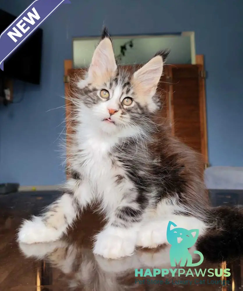 Patrick Maine Coon male black tabby with white - live animals
