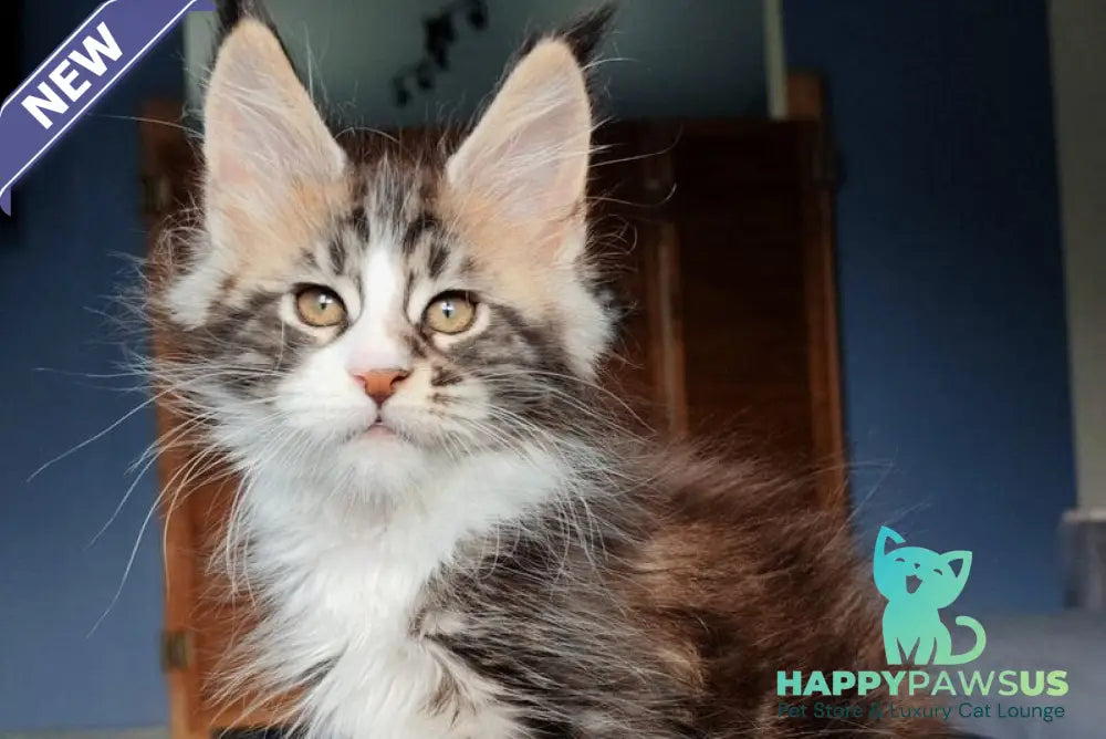 Patrick Maine Coon male black tabby with white - live animals