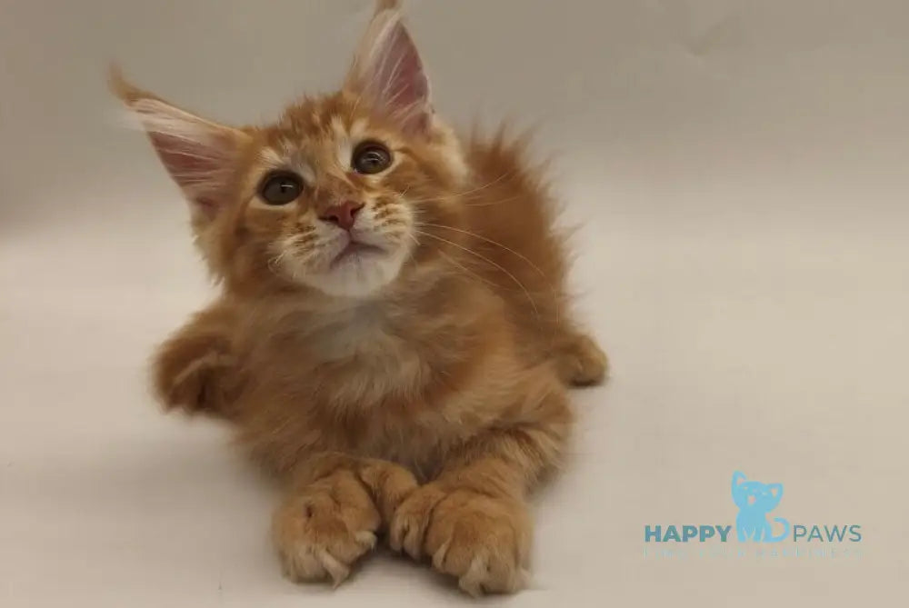Patrick Maine Coon male red tabby live animals