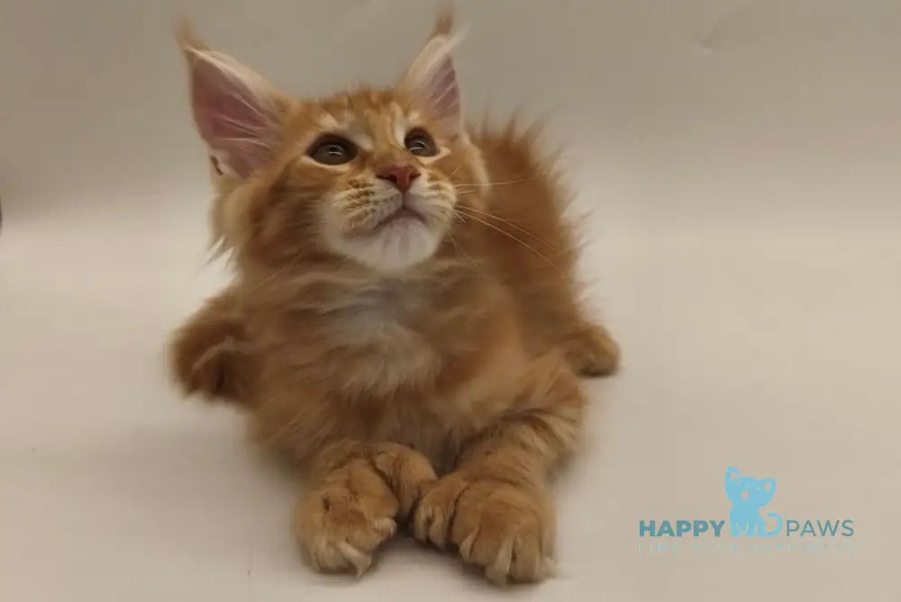 Patrick Maine Coon male red tabby live animals