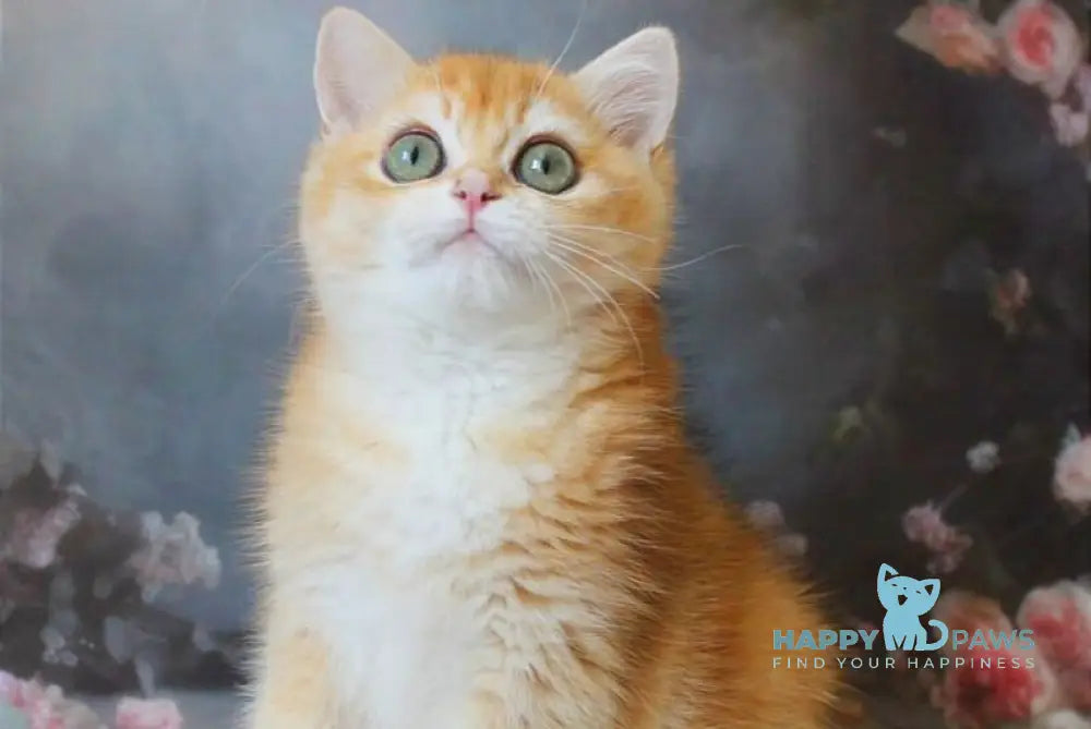 Patrik British Shorthair male black golden shaded live animals