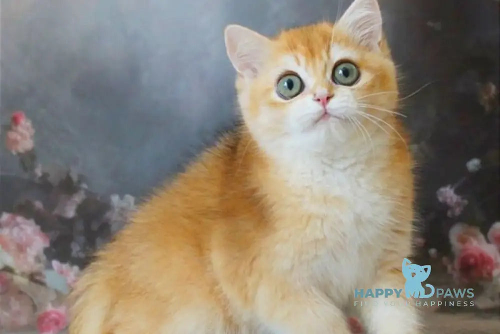 Patrik British Shorthair male black golden shaded live animals