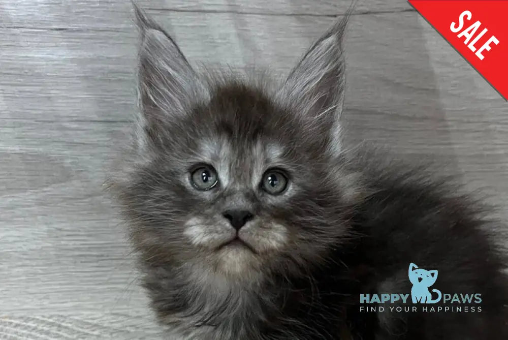Patrik Maine Coon male black silver live animals