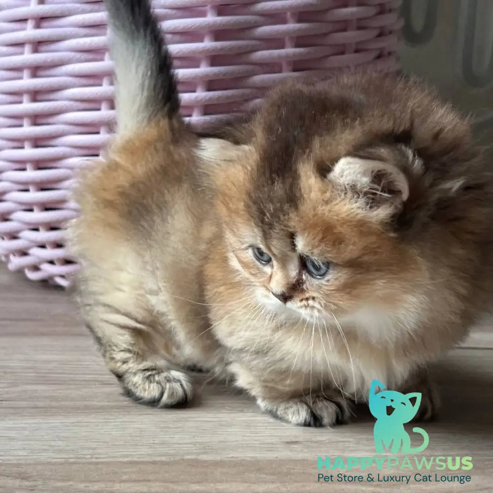 Patrik Munchkin male black golden ticked tabby - live animals