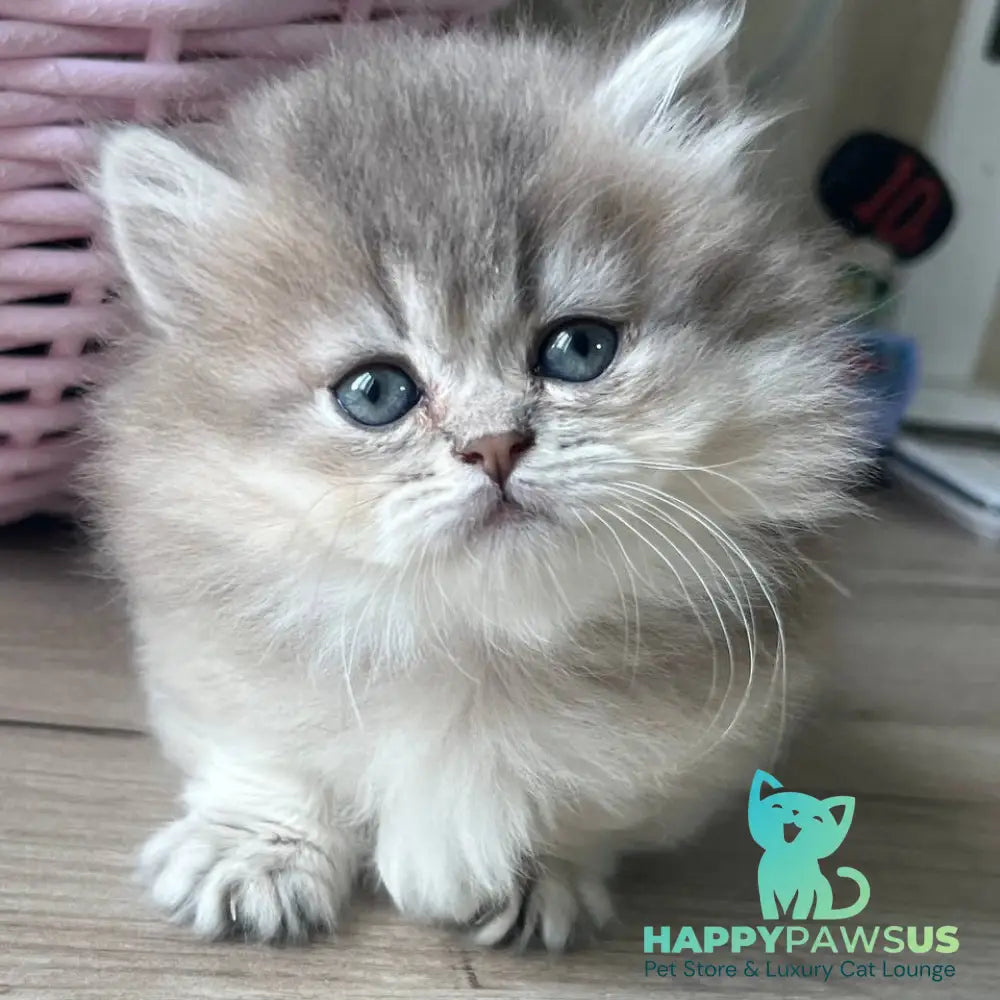 Patrisia Munchkin female blue golden shaded - live animals
