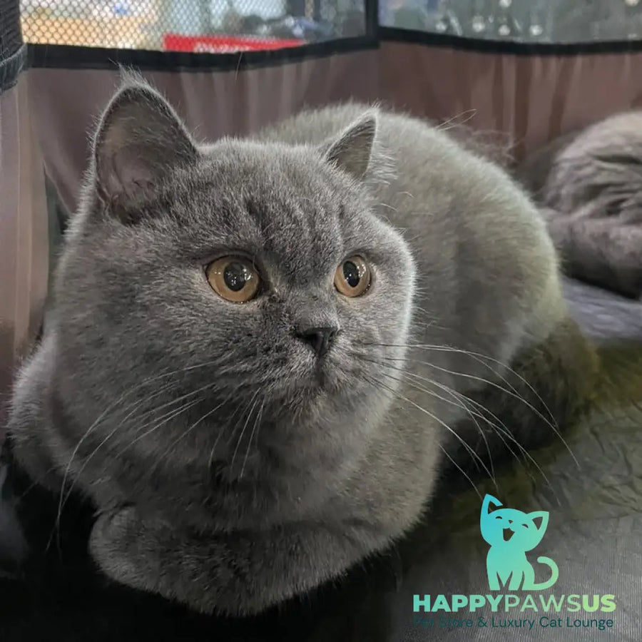 Patrissiya British Shorthair female blue - live animals