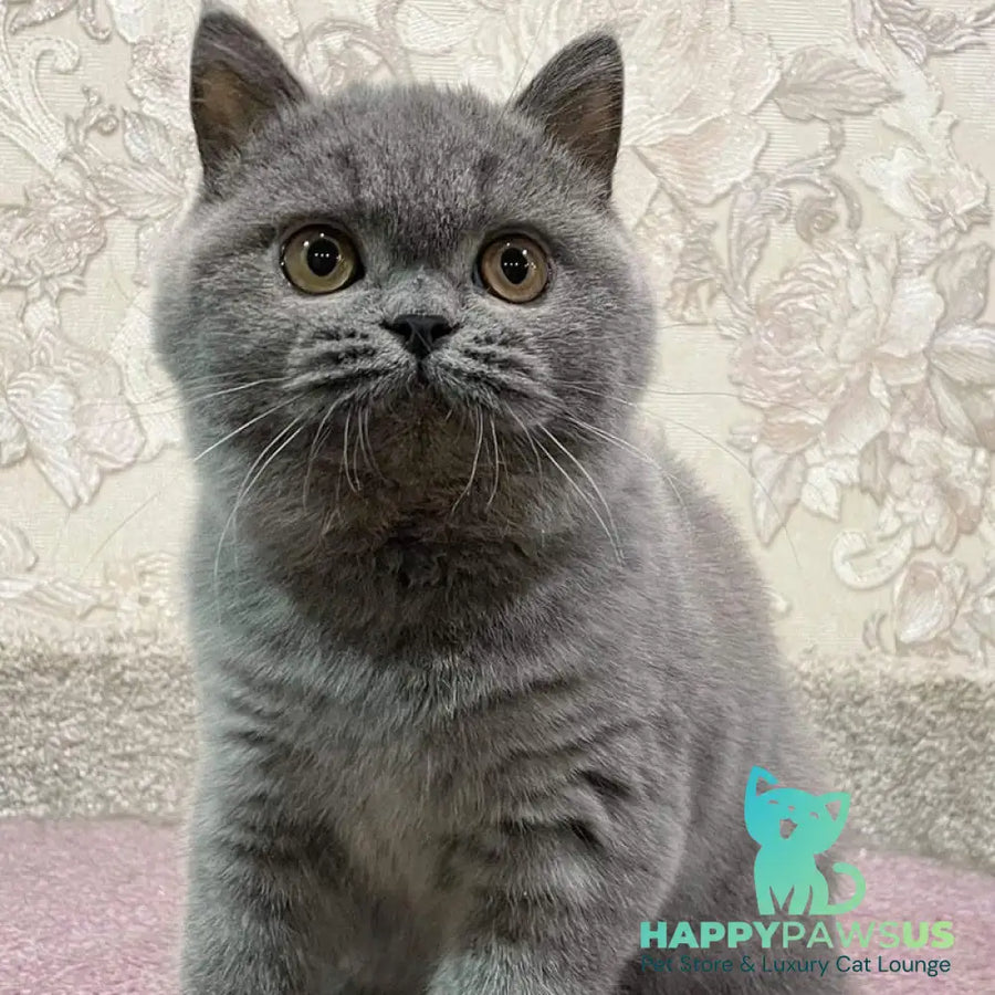 Patrissiya British Shorthair female blue - live animals