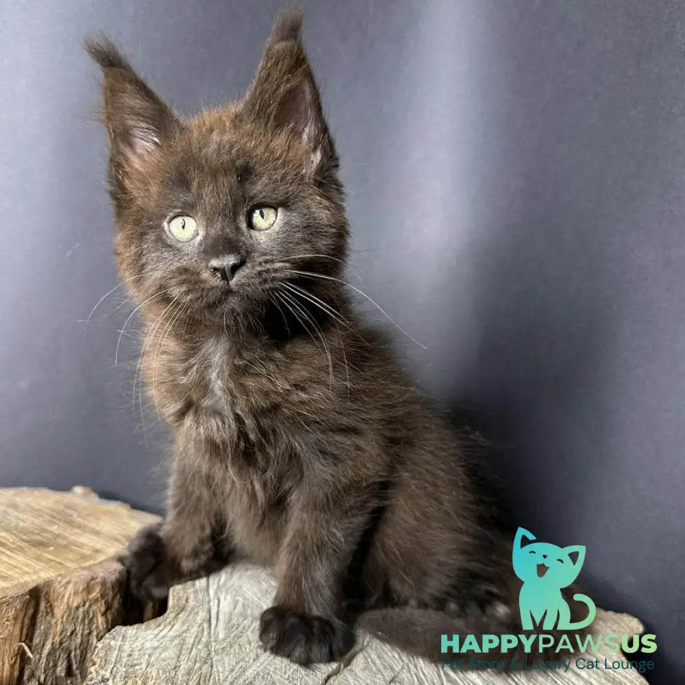 Patron Maine Coon male black - live animals