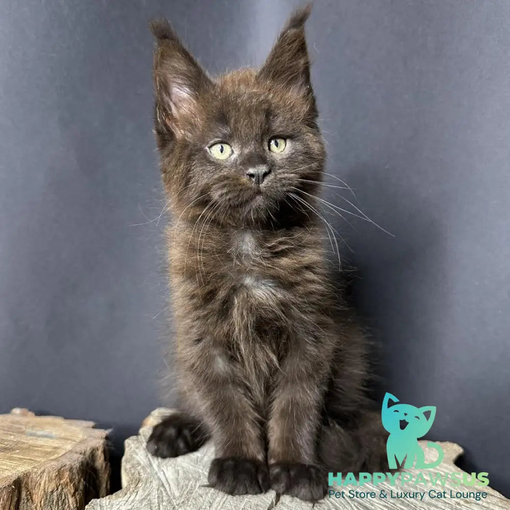 Patron Maine Coon male black - live animals