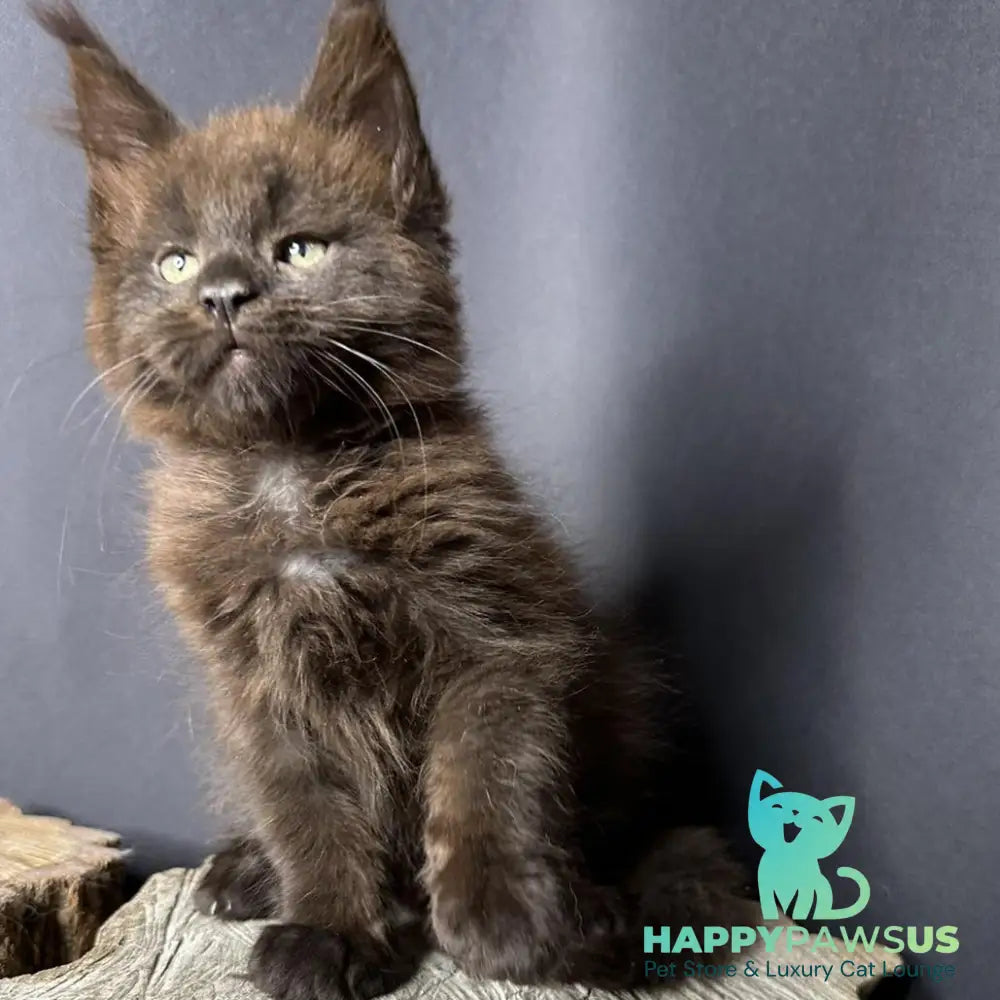 Patron Maine Coon male black - live animals